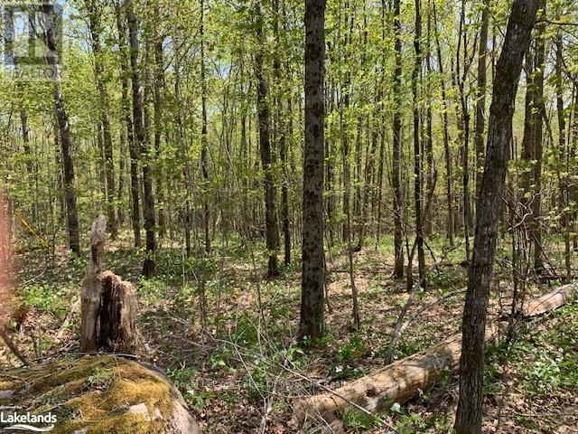 2376 South Horn Lake Road, Ryerson, Ontario P0A 1L0 - Photo 5 - X12946224