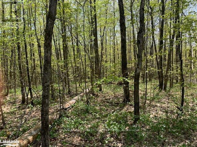 2376 South Horn Lake Road, Ryerson, Ontario P0A 1L0 - Photo 6 - X12946224