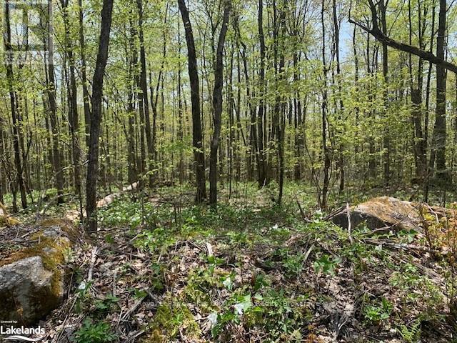 2376 South Horn Lake Road, Ryerson, Ontario P0A 1L0 - Photo 9 - X12946224