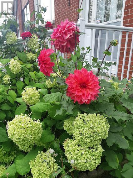 184 Edmonton Drive, Toronto, Ontario  M2J 3X5 - Photo 24 - C12946782