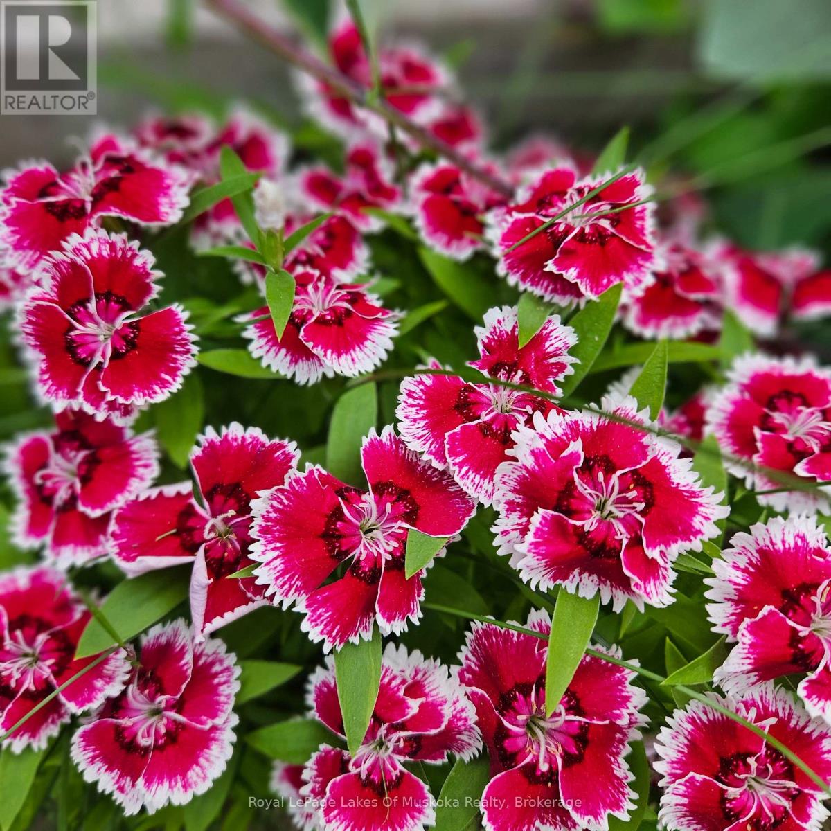 16 Rogers Road, Huntsville, Ontario  P1H 1T1 - Photo 33 - X12942296