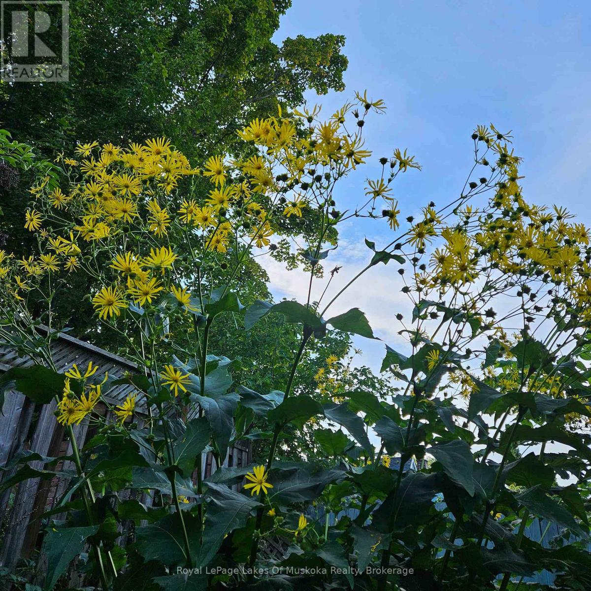 16 Rogers Road, Huntsville, Ontario  P1H 1T1 - Photo 34 - X12942296