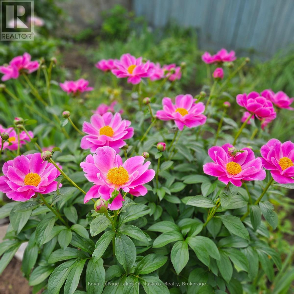 16 Rogers Road, Huntsville, Ontario  P1H 1T1 - Photo 36 - X12942296