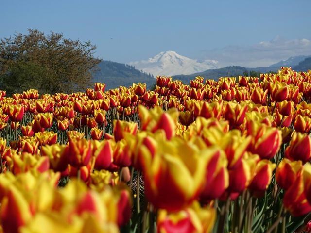 403 33540 Mayfair Avenue, Abbotsford, British Columbia  V2S 0J3 - Photo 24 - R3106026