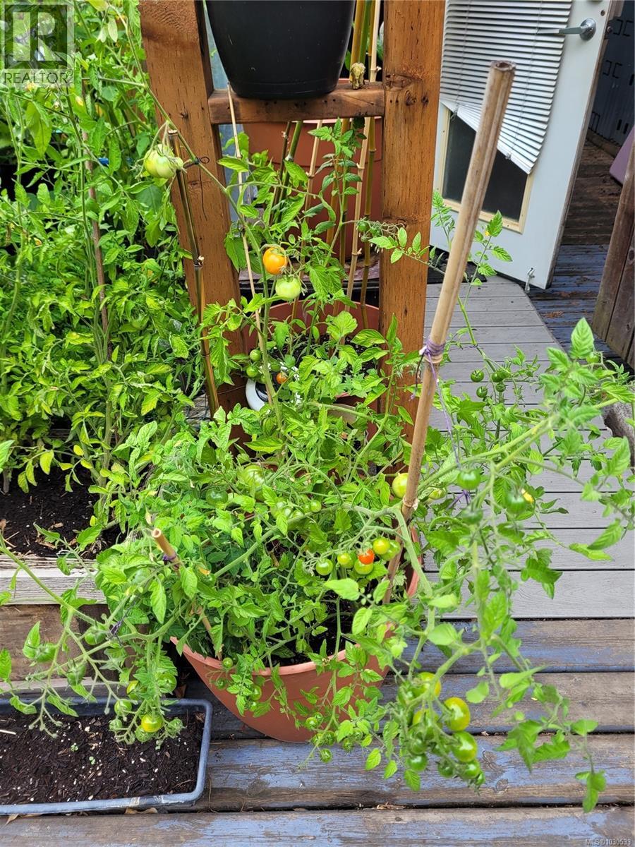 3112 Steele St, Victoria, British Columbia  V8Z 3N8 - Photo 82 - 1030533