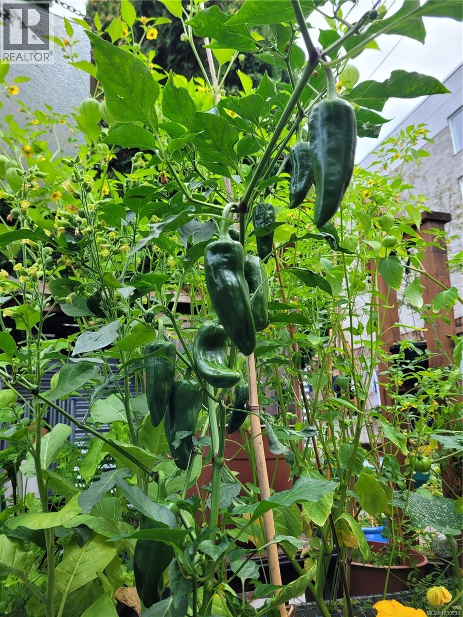 3112 Steele St, Victoria, British Columbia  V8Z 3N8 - Photo 84 - 1030533