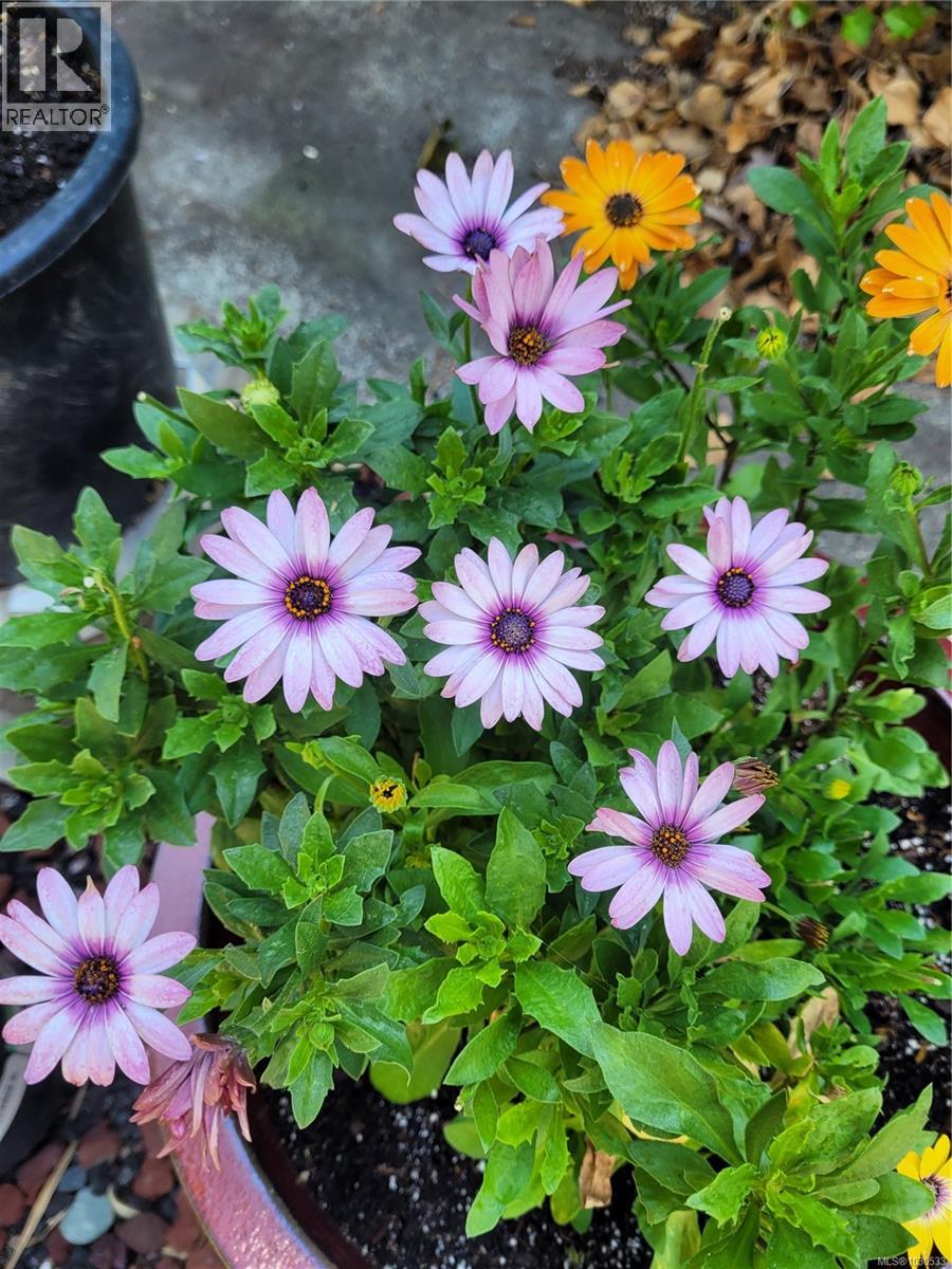 3112 Steele St, Victoria, British Columbia  V8Z 3N8 - Photo 81 - 1030533