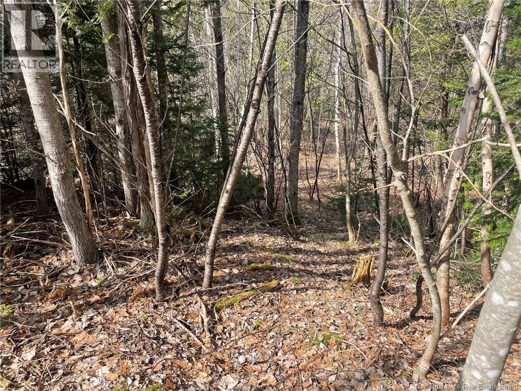 Lot 23-1 And Lot 23-2 Alden Warmen Road, Bass River, New Brunswick  E4T 1A9 - Photo 11 - NB136348