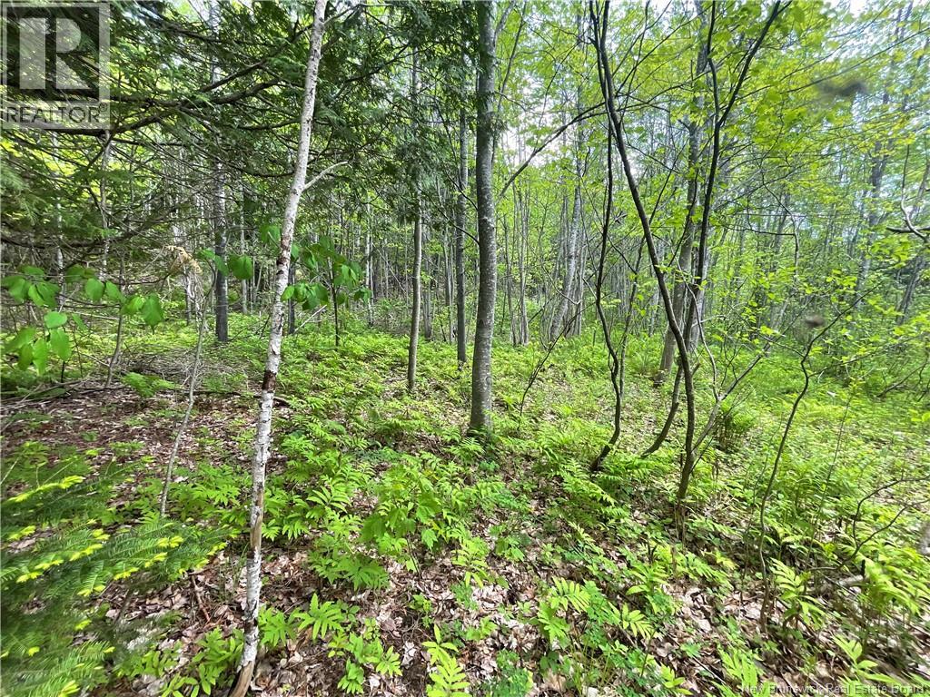 Lot 23-1 And Lot 23-2 Alden Warmen Road, Bass River, New Brunswick  E4T 1A9 - Photo 12 - NB136348