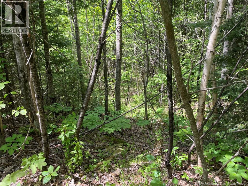Lot 23-1 And Lot 23-2 Alden Warmen Road, Bass River, New Brunswick  E4T 1A9 - Photo 33 - NB136348