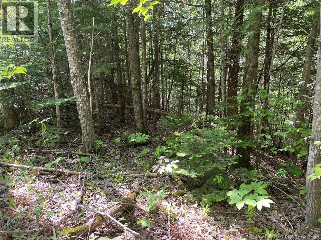Lot 23-1 And Lot 23-2 Alden Warmen Road, Bass River, New Brunswick  E4T 1A9 - Photo 34 - NB136348