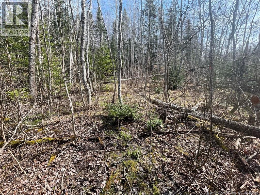 Lot 23-1 And Lot 23-2 Alden Warmen Road, Bass River, New Brunswick  E4T 1A9 - Photo 5 - NB136348