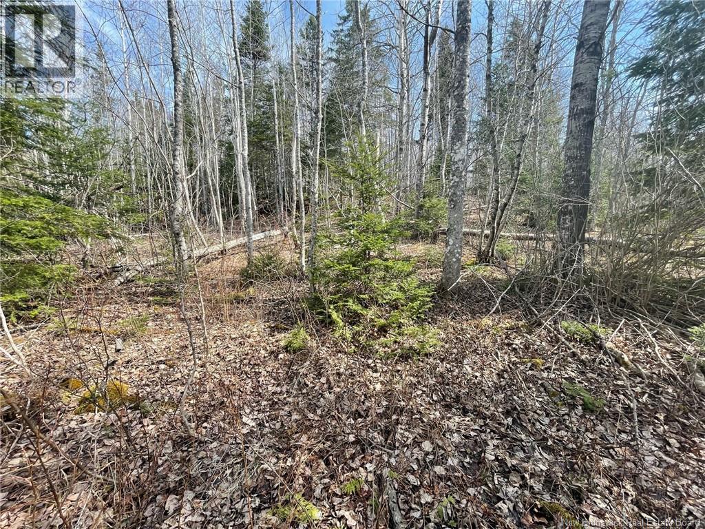 Lot 23-1 And Lot 23-2 Alden Warmen Road, Bass River, New Brunswick  E4T 1A9 - Photo 6 - NB136348