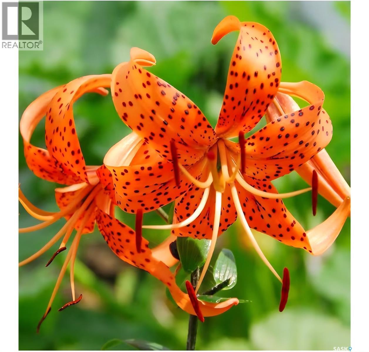 1011 Taylor Street E, Saskatoon, Saskatchewan  S7H 1W4 - Photo 50 - SK031667