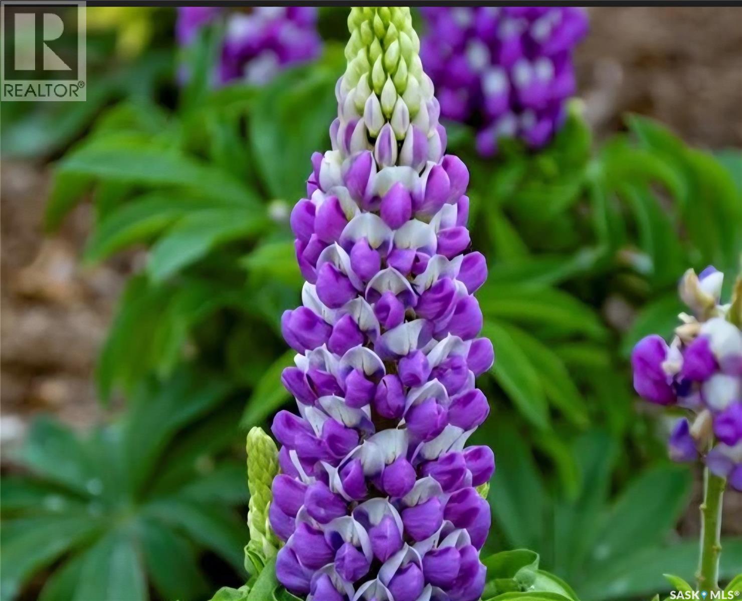 1011 Taylor Street E, Saskatoon, Saskatchewan  S7H 1W4 - Photo 52 - SK031667