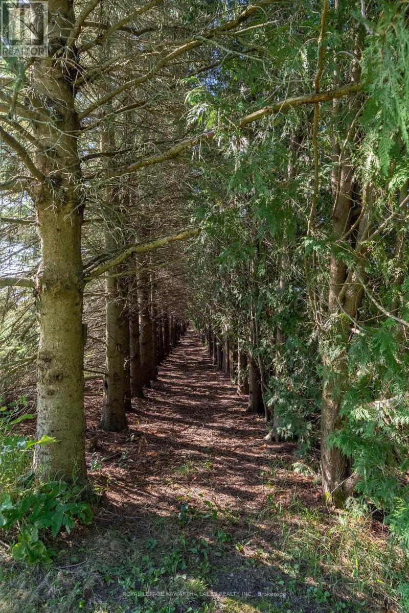 890 Woodville Road, Kawartha Lakes, Ontario  K0M 2T0 - Photo 47 - X12951698