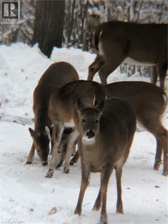 352 Moulton-Aiken Road, Dunnville, Ontario  N1A 2W5 - Photo 47 - 40816923