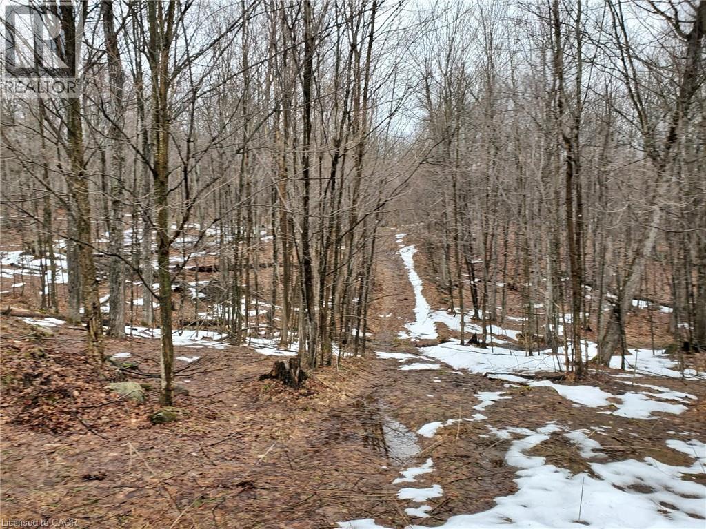 0 Echo Bay Road, Dwight, Ontario  P0A 1H0 - Photo 10 - 40807913