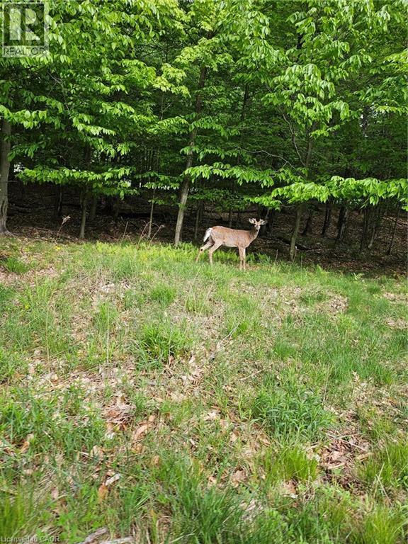 0 Echo Bay Road, Dwight, Ontario  P0A 1H0 - Photo 6 - 40807913