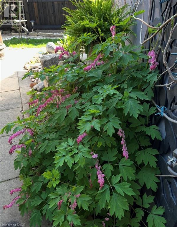 296 Weber Street E, Kitchener, Ontario  N2H 1G2 - Photo 37 - 40817554