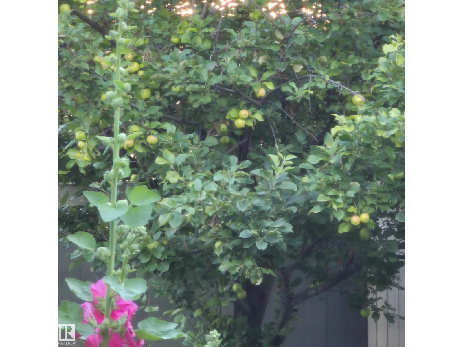 31 Everitt Dr, St. Albert, Alberta  T8N 3T4 - Photo 69 - E4480164