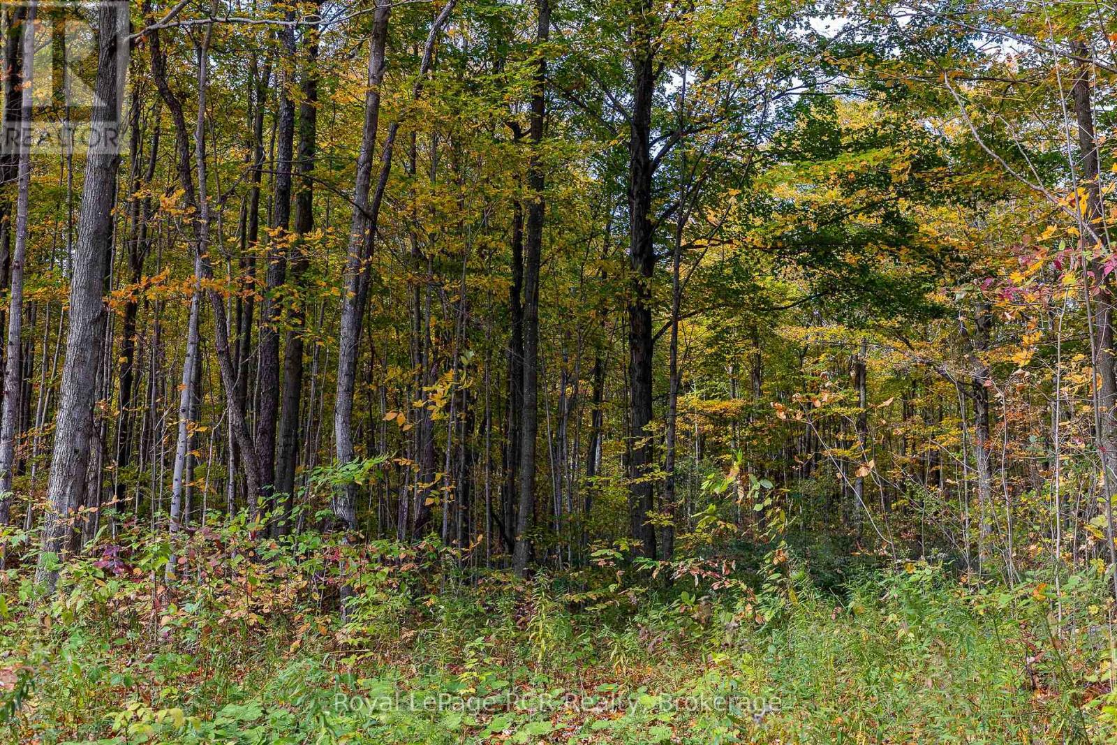 00 9th Line, Grey Highlands, Ontario N0C 1H0 - Photo 6 - X12956938
