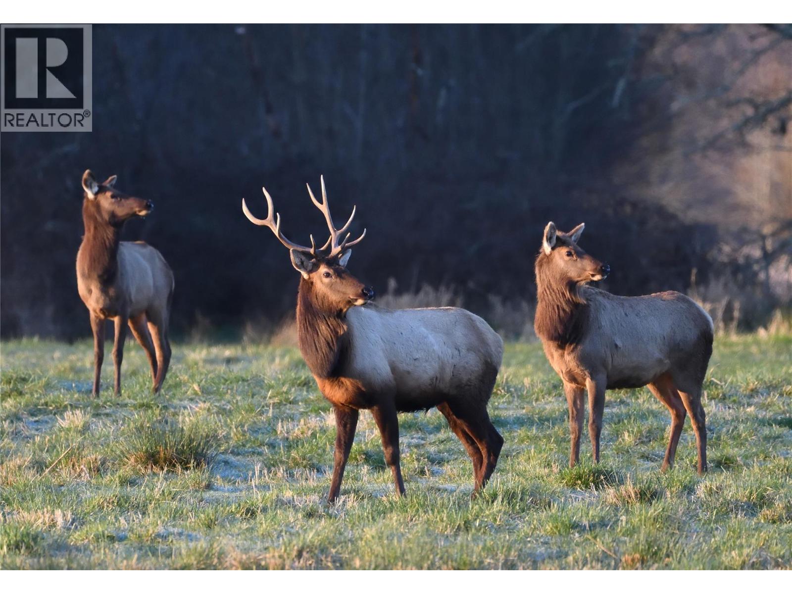 1864 Highway 3a, Castlegar, British Columbia  V1N 4N7 - Photo 6 - 10381286