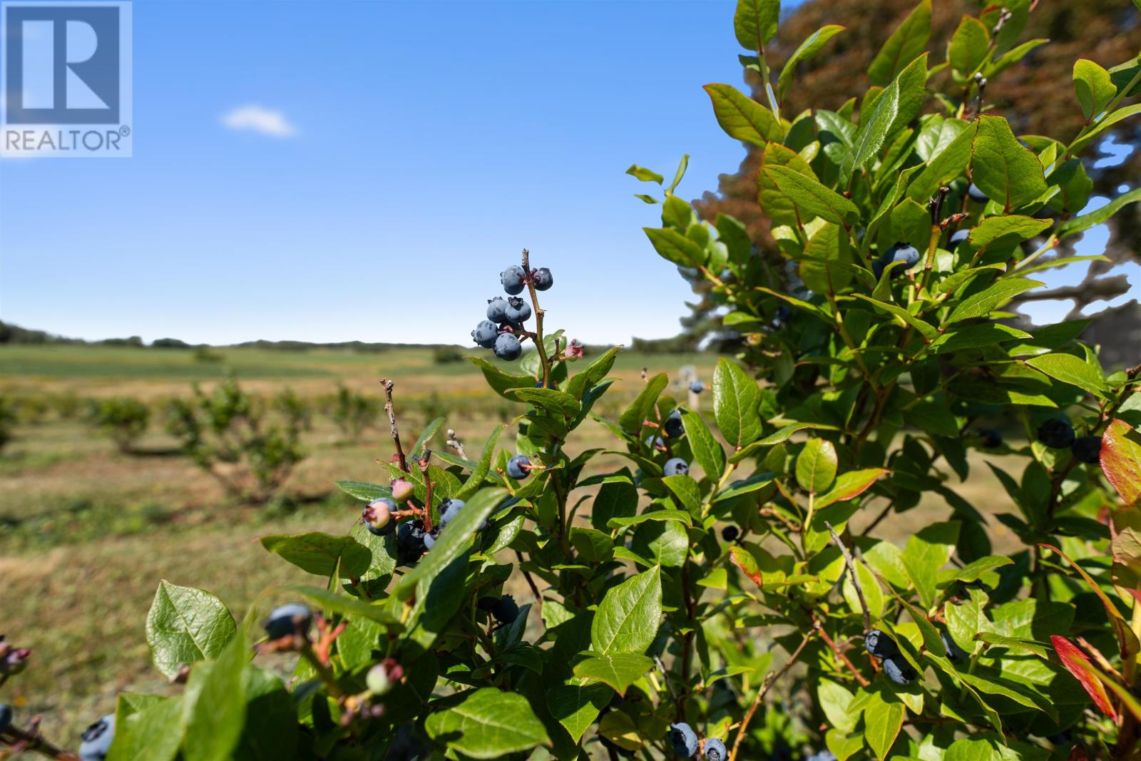 882 Point Prim Road, Point Prim, Prince Edward Island C0A 1A0 - Photo 19 - 202606322