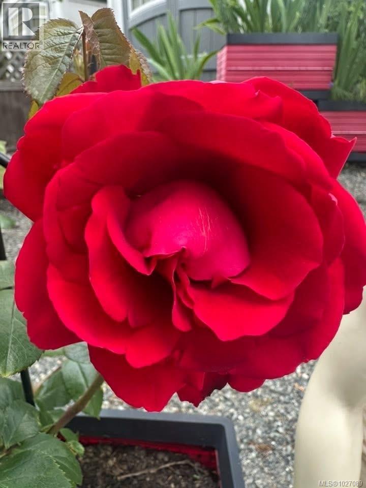 1966 Camas Rd, Nanaimo, British Columbia  V9R 0G9 - Photo 45 - 1027089