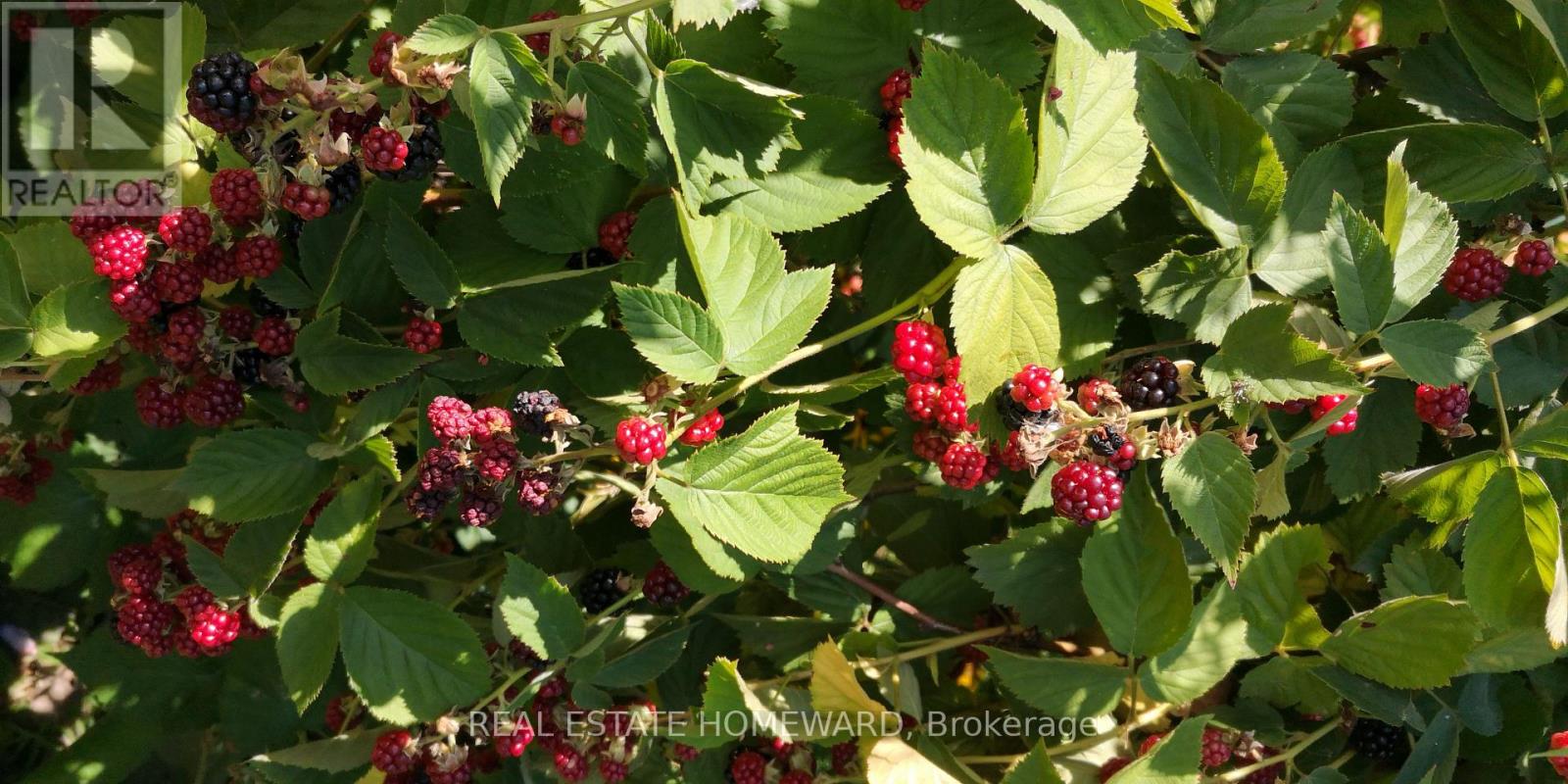 33 Strathcona Drive, St. Catharines, Ontario  L2M 2A8 - Photo 43 - X12853562