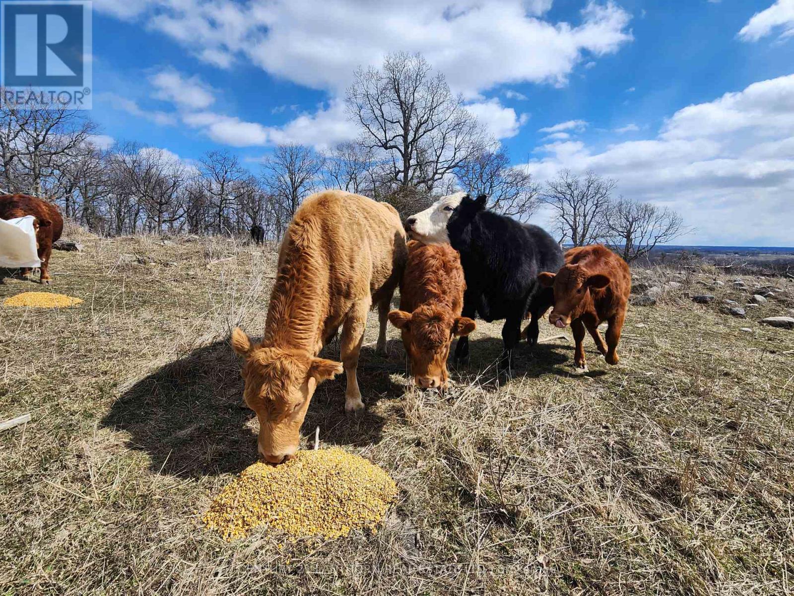 50 Platt Road, Quinte West, Ontario  K8V 5P8 - Photo 38 - X12896092