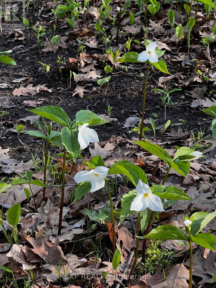 115 Fog Road, King, Ontario  L7B 1A3 - Photo 45 - N12961442