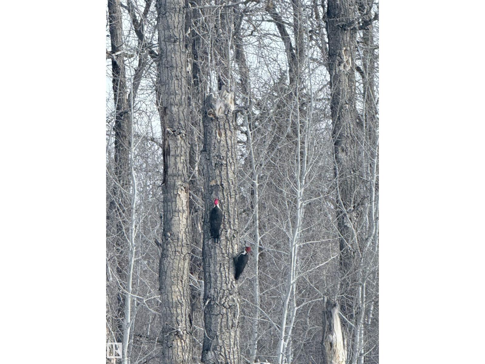 26 Edgewater Terr N, St. Albert, Alberta  T8N 4G5 - Photo 62 - E4480798