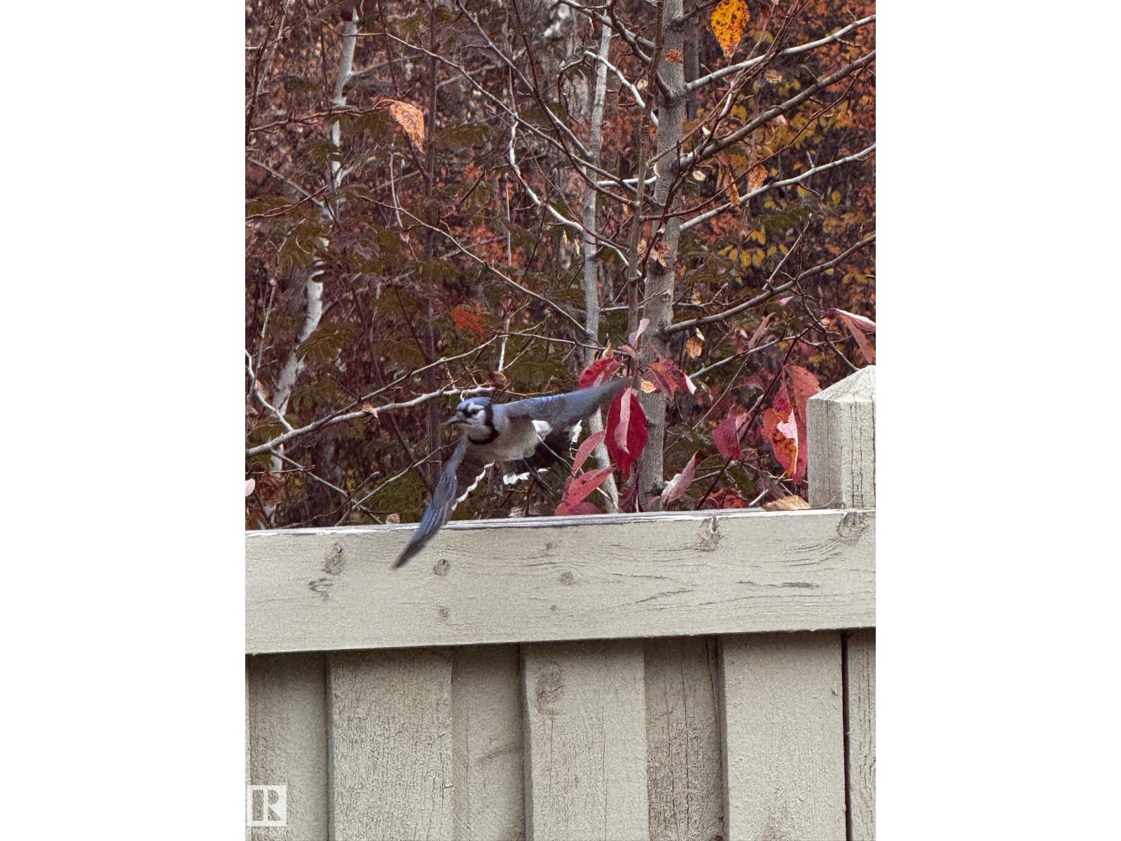 26 Edgewater Terr N, St. Albert, Alberta  T8N 4G5 - Photo 68 - E4480798