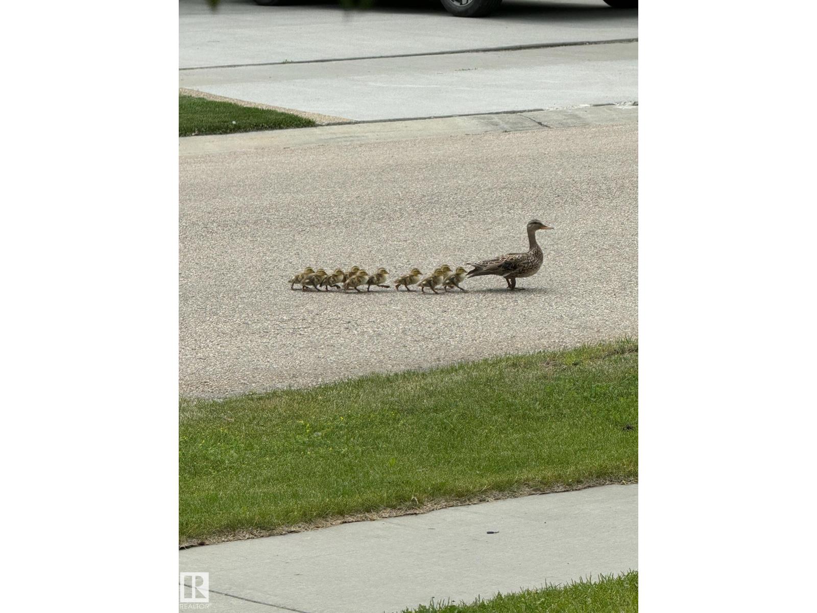 26 Edgewater Terr N, St. Albert, Alberta  T8N 4G5 - Photo 71 - E4480798