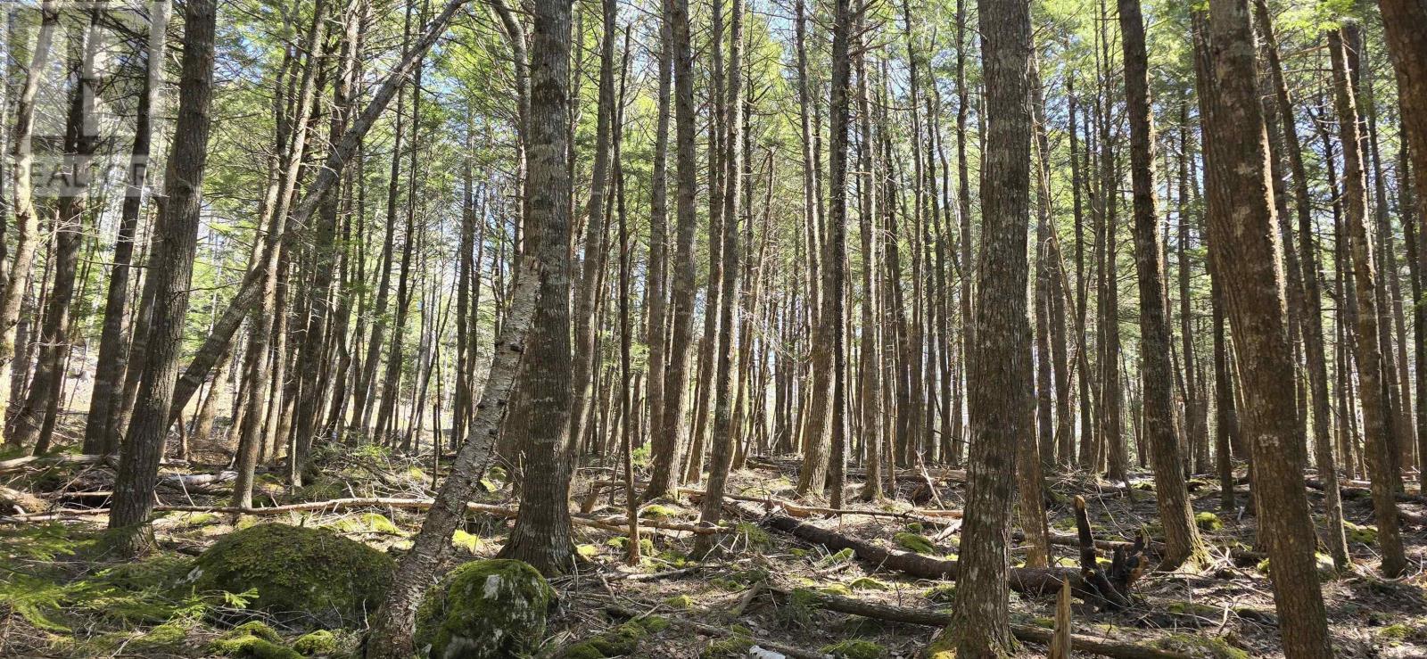 Lot 3 Beaver Row, Labelle, Nova Scotia  B0T 1E0 - Photo 9 - 202506927