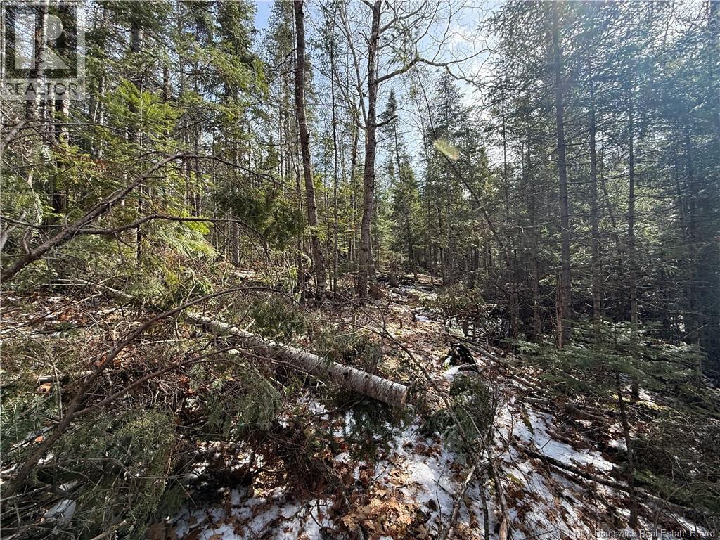 Lot 90-2 Scenic Narrawos Boulevard, Cambridge-Narrows, New Brunswick  E4C 2N3 - Photo 15 - NB136529