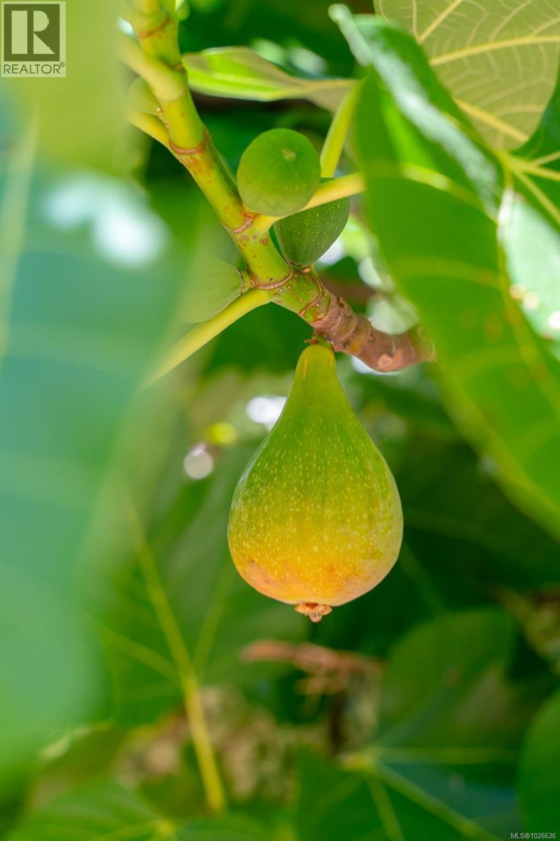 150 Jenkins Rd, Salt Spring, British Columbia  V8K 2M9 - Photo 62 - 1026636