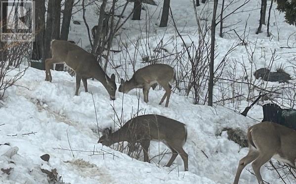 1021 Crescent Street Unit# A, Willisville, Ontario  P0P 2H0 - Photo 16 - 2126984