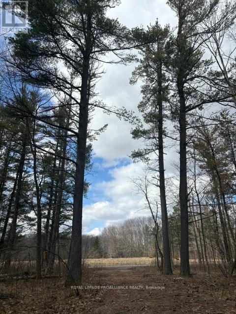 97 Greenly Road, Trent Hills, Ontario  K0K 3K0 - Photo 15 - X12899124