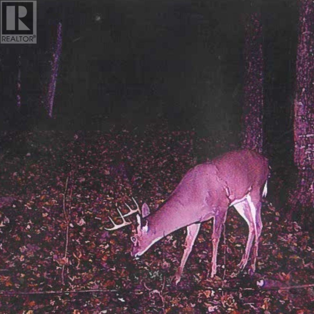 447 Mcphail Rd, Bruce Mines, Ontario  P0R 1C0 - Photo 43 - SM251966