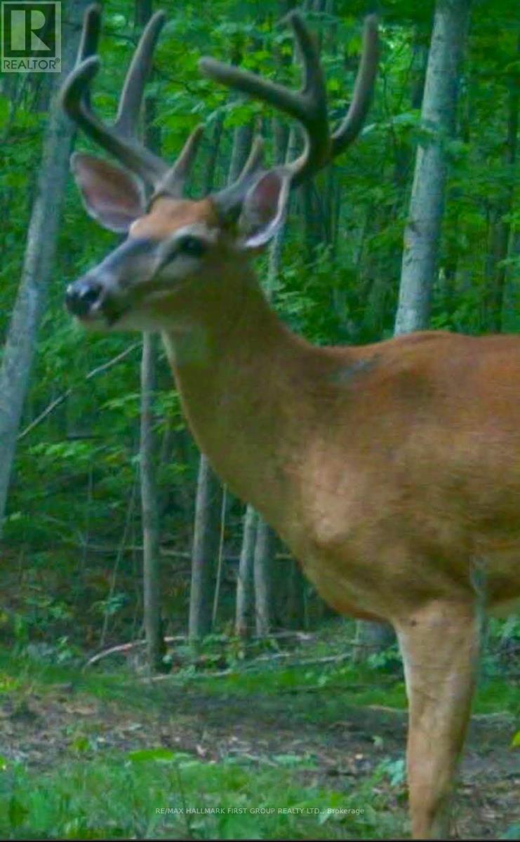 Pt Lt 34 Dennison Road, Tweed, Ontario K0K 2L0 - Photo 44 - X12968286