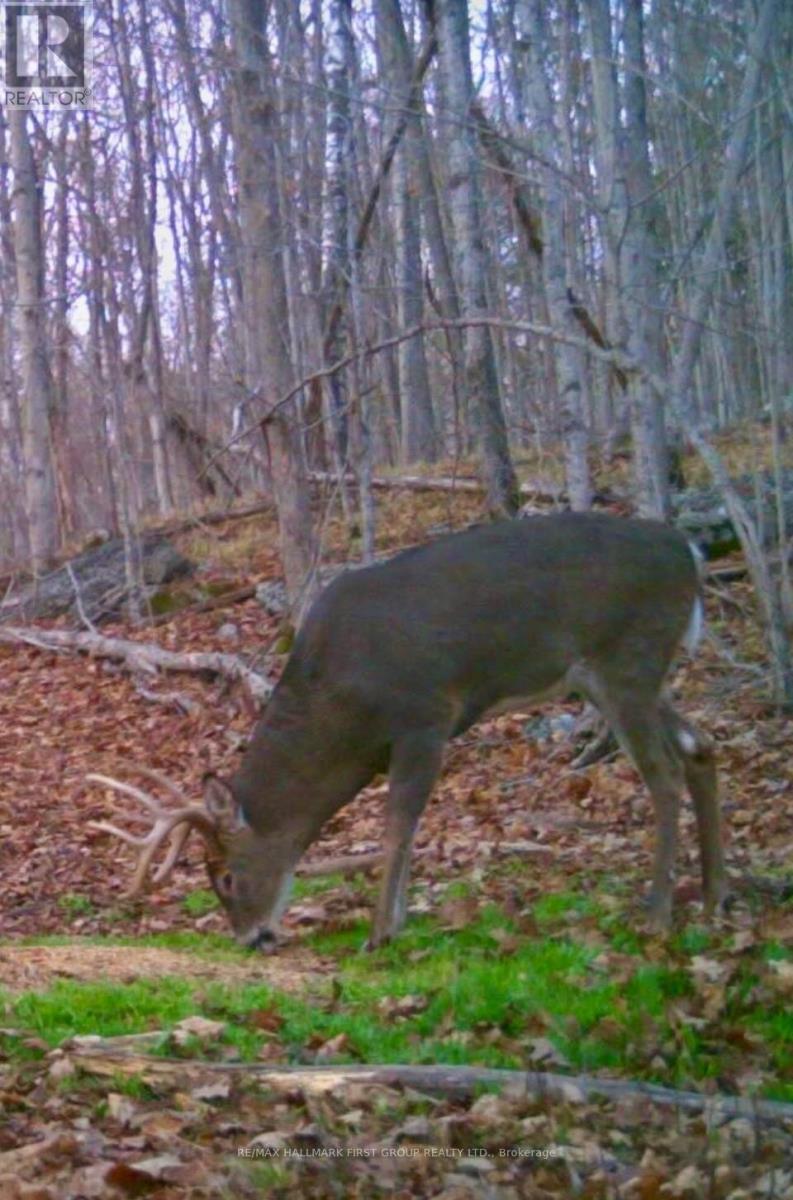 Pt Lt 34 Dennison Road, Tweed, Ontario K0K 2L0 - Photo 45 - X12968286