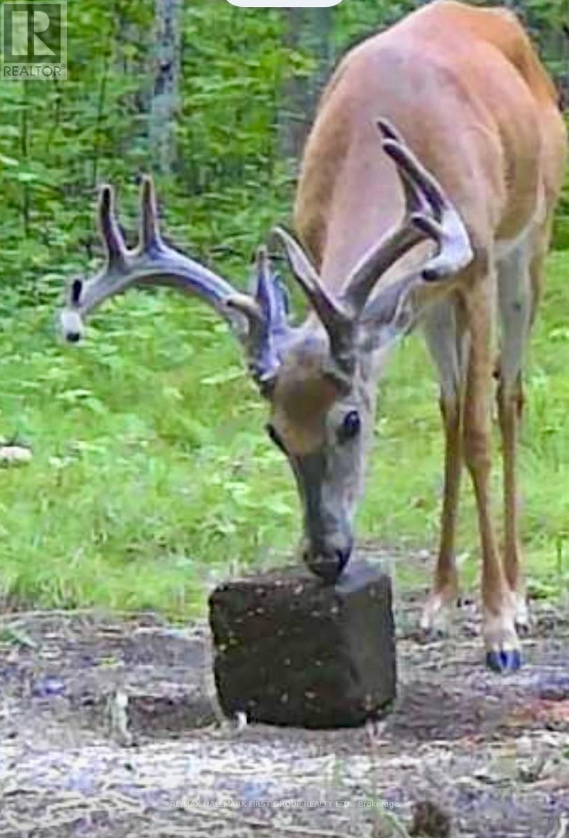 Pt Lt 34 Dennison Road, Tweed, Ontario K0K 2L0 - Photo 46 - X12968286