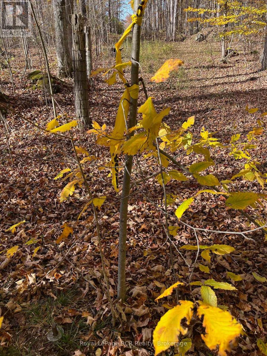 Part Lot 17 Grey Road 17 Road E, Georgian Bluffs, Ontario N0H 2T0 - Photo 12 - X12969296