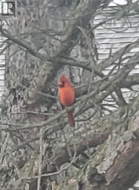 891 Peninsula Road, Gravenhurst, Ontario  P1P 0E2 - Photo 42 - 40818574