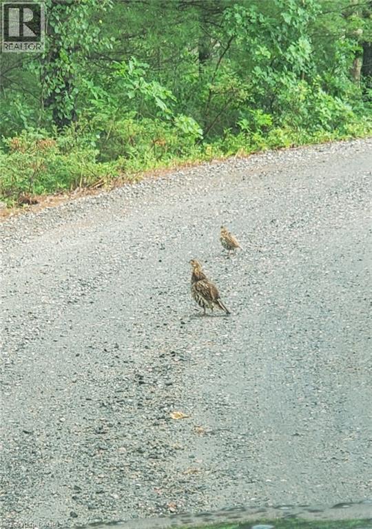 891 Peninsula Road, Gravenhurst, Ontario  P1P 0E2 - Photo 44 - 40818574