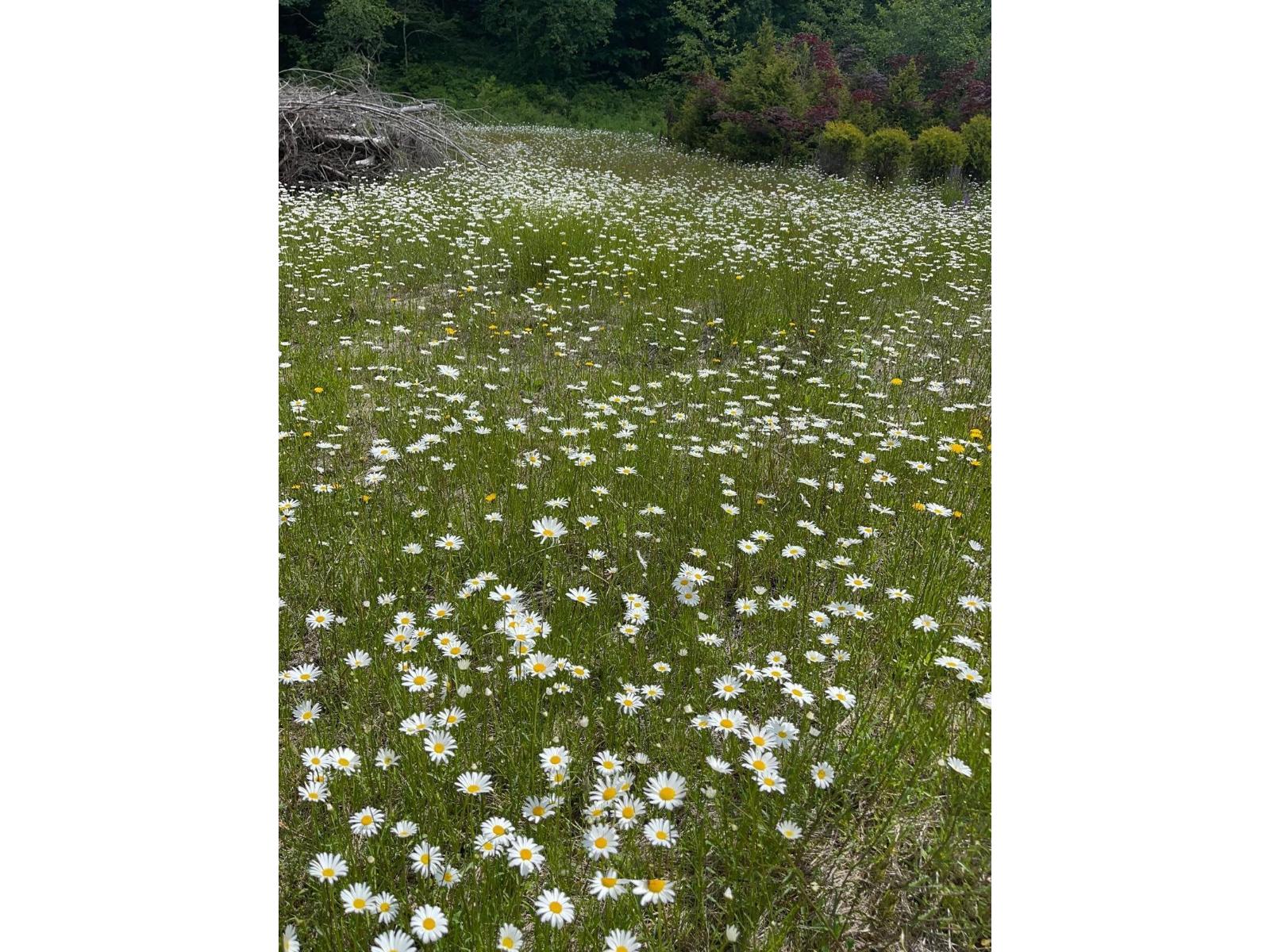 1153 Kosikar Road, Columbia Valley, Columbia Valley, British Columbia  V2R 4X7 - Photo 21 - R3108680