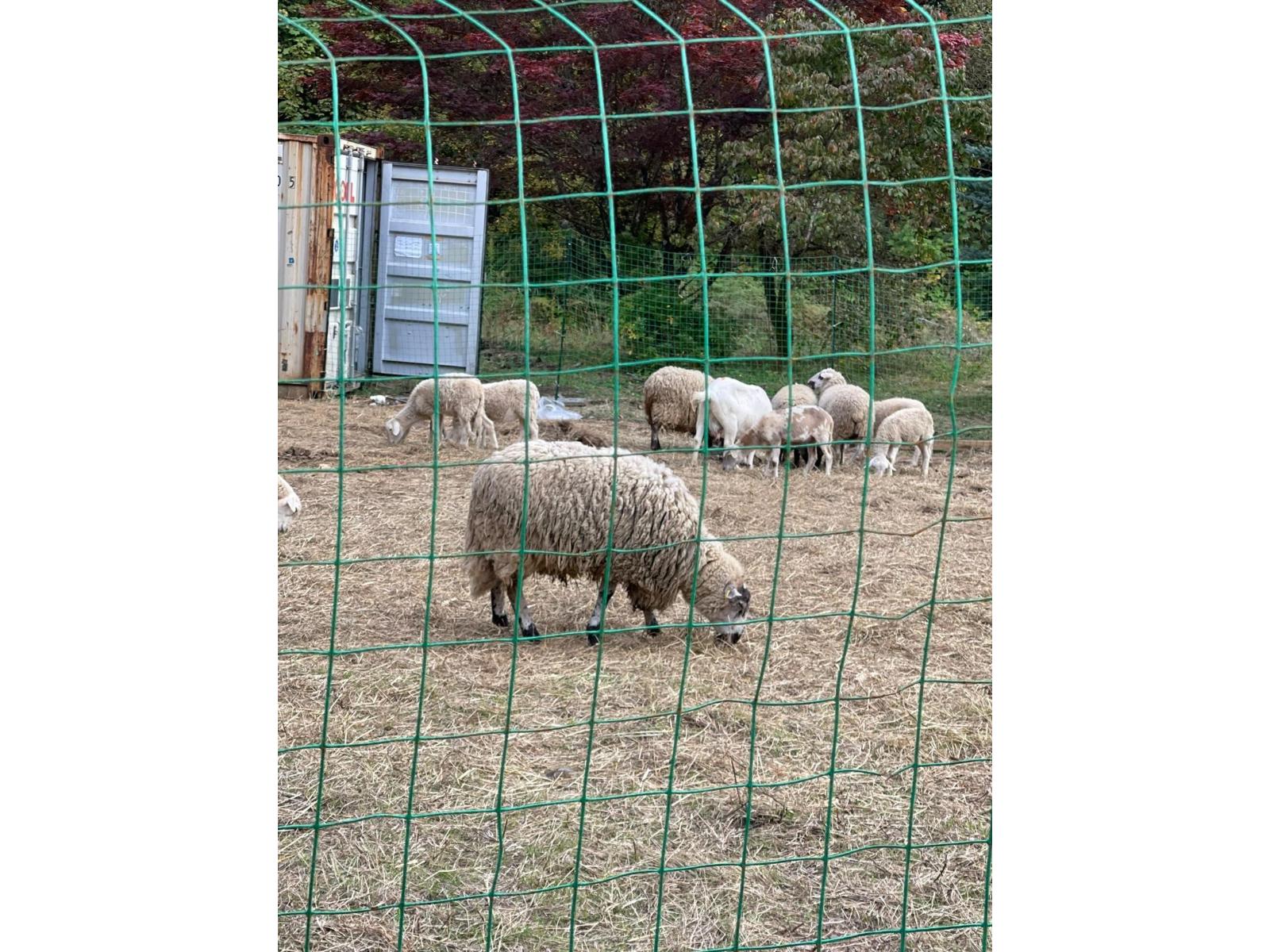 1153 Kosikar Road, Columbia Valley, Columbia Valley, British Columbia  V2R 4X7 - Photo 7 - R3108680