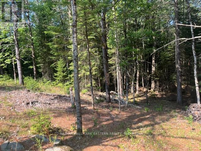 942 Balmer Road, North Kawartha, Ontario K0L 1A0 - Photo 6 - X12975502